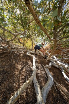 Tangled roots and trees with a person in sunlight, climbing away to Spitzkoppe, Erongo, Namibia