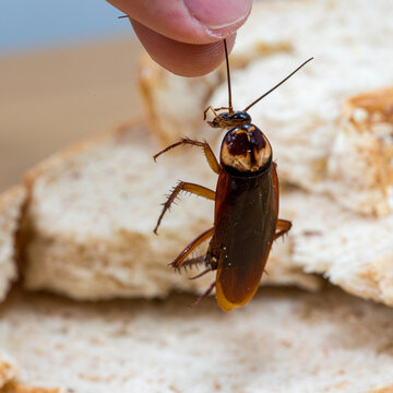 Close up of cockroach on a Whole wheat bread