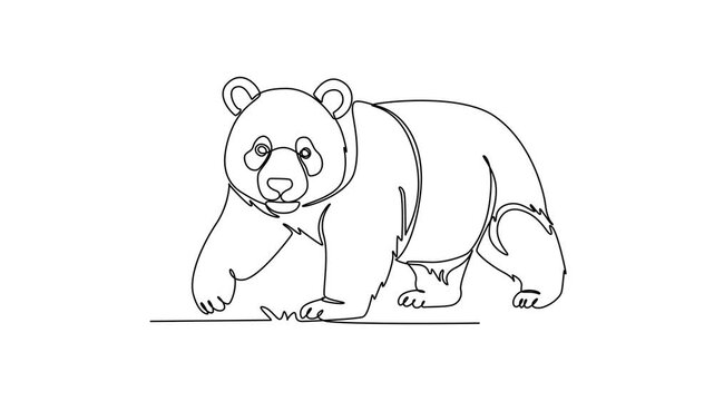 Panda.Mammals concept. Single line draw design. Full length animation illustration. High quality 4k footage