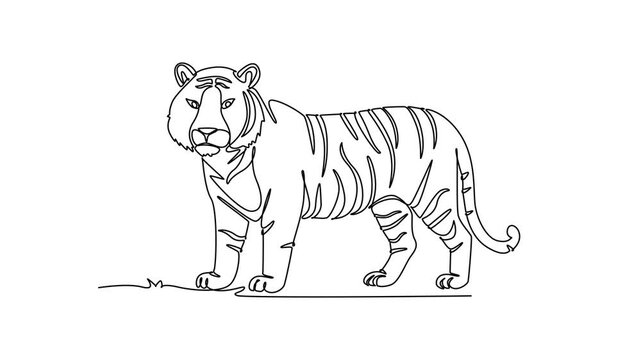 Tiger.Mammals concept. Single line draw design. Full length animation illustration. High quality 4k footage