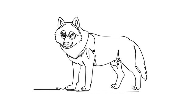 Wolf.Mammals concept. Single line draw design. Full length animation illustration. High quality 4k footage