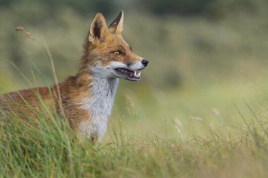 Red fox (Vulpes vulpes), Portrait with open mouth, attentive, Netherlands