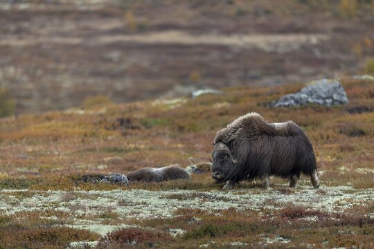 Musk ox bull (Ovibos moschatus) in the tundra, autumn, autumn landscape, Ruska, Tundra landscape, September, Norway