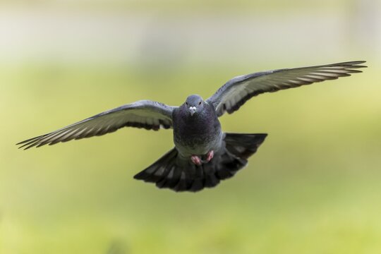 City dove (Columba livia forma domestica) in flight, wildlife, Germany