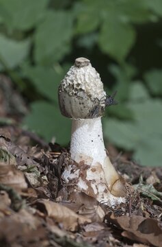 Common Stinkhorn (Phallus impudicus), Untergroeningen, Baden-Wuerttemberg, Germany, Europe