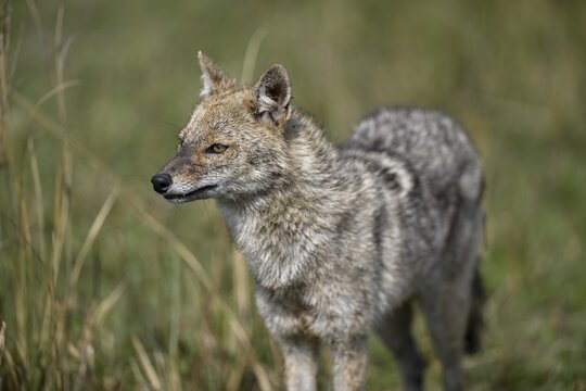 Indian jackal (Canis aureus indicus), Corbett National Park, near Ramnagar, Uttarakhand State, India