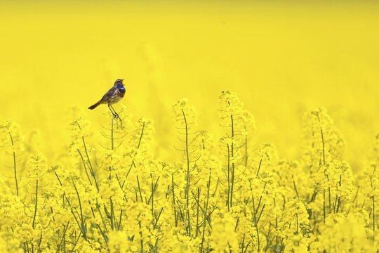Bluethroat (Luscinia svecica) singing in a rape field, Bitterfeld