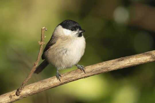 Marsh tit (Poecile palustris) adult bird on a tree branch, England, United Kingdom