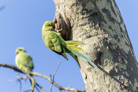 Rose-ringed parakeet (Psittacula krameri) hanging from a tree at the breeding den, wildlife, Germany