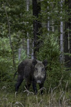 The slightest noise makes the wild boar (Sus scrofa) pause in its search for acorns, fattening year, acorn fattening, defensive, August, Denmark