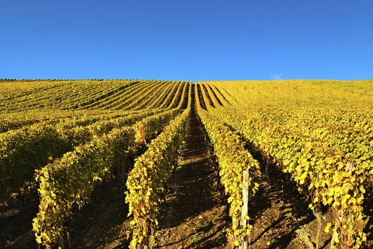 Vineyard in autumn, yellow foliage, blue sky, Volkach, Lower Franconia, Main Franconia, Franconia, Bavaria, Germany