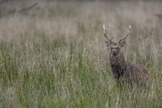 Sika deer (Cervus nippon) approaching a rival, repeatedly lowering its head and thrusting its antlers into the grass, Japanese Sika deer subspecies, rut, deer fight, Denmark