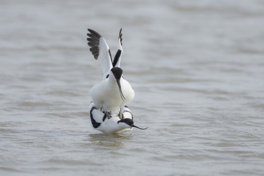 Pied avocet (Recurvirostra avosetta) two adult wading birds mating in a shallow lagoon in the spring, Norfolk, England, United Kingdom