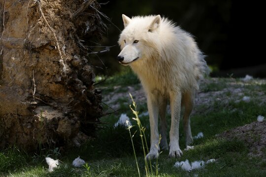 Arctic wolf (Canis lupus arctos), animal portrait, France