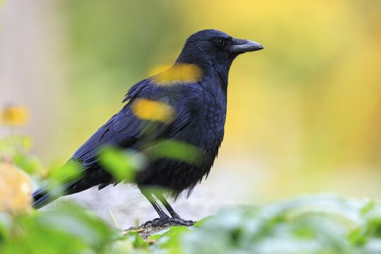 Crow in profile between blurred leaves in front of warm autumn bokeh, raven crow (Corvus corone) wildlife, Germany