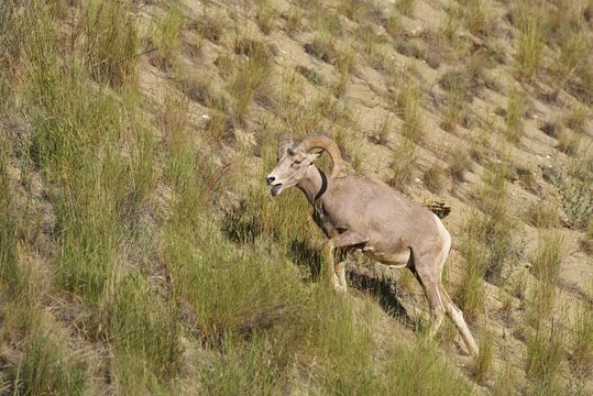 Rocky Mountains bighorn sheep (Ovis canadensis canadensis), ram, Banff National Park, Alberta, Canada