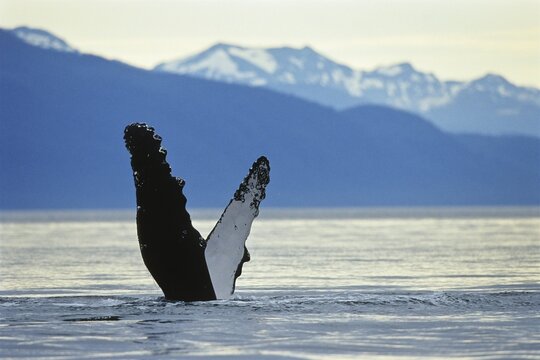 Humpback Whales (Megaptera novaeangliae), pectoral fin, Alaska
