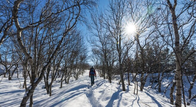 Hiker on a path through the trees, winter landscape near Lake M&yacute;vatn, Northern Iceland, Iceland