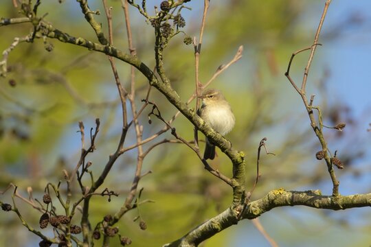 Common chiffchaff (Phylloscopus collybita) adult warbler bird in an Alder tree, Norfolk, England, United Kingdom