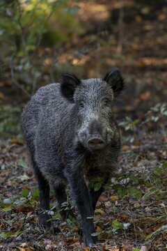 Contrary to the frequently expressed opinion that wild boar (Sus scrofa) have poor eyesight, my observations prove the exact opposite, mast year, acorns, beechnuts, October, Denmark