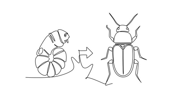A beetle transforms from a larva into an adult beetle.Metamorphosis concept. Single line draw design. Full length animation illustration. High quality 4k footage