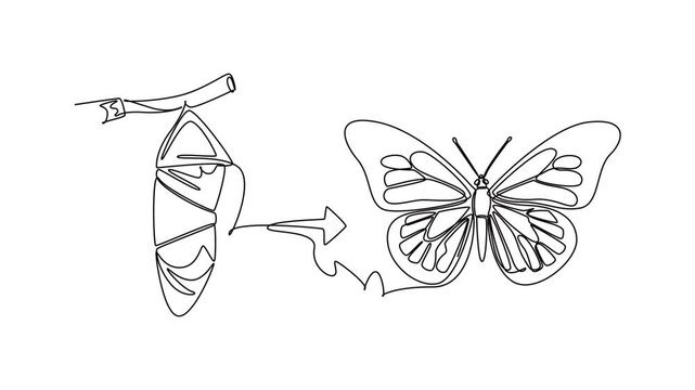 A butterfly emerges from its chrysalis and spreads its wings.Metamorphosis concept. Single line draw design. Full length animation illustration. High quality 4k footage