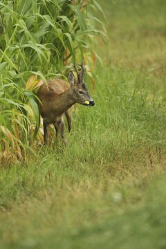 European roe deer (Capreolus capreolus) buck feeding on maize field, Lower Austria, Austria