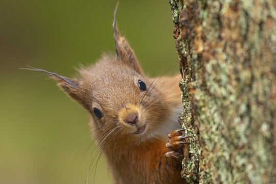 Red squirrel (Sciurus vulgaris) adult animal on a tree trunk, Yorkshire, England, United Kingdom