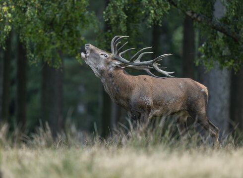 Red deer (Cervus elaphus) standing in a forest meadow and roaring, captive, Germany