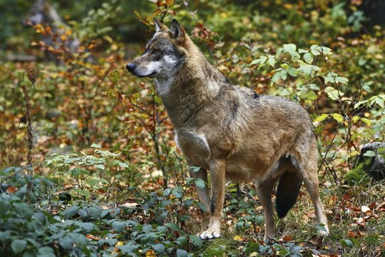 European wolf (Canis lupus), outdoor enclosure, National Park Bavarian Forest, Germany