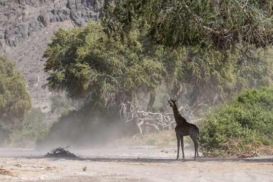 Angola giraffe (Giraffa camelopardalis angolensis) in the Hoanib dry river in a sandstorm, Kaokoveld, Kunene region, Namibia