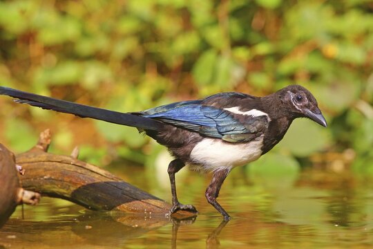 European magpie (Pica pica ), Young bird standing in shallow water, Germany