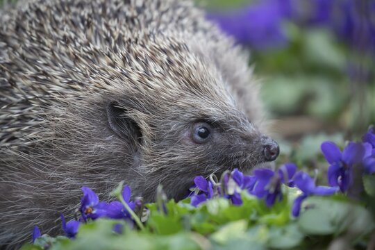 European hedgehog (Erinaceus europaeus) adult animal on a patch of flowering Dog violets in a garden, Suffolk, England, United Kingdom