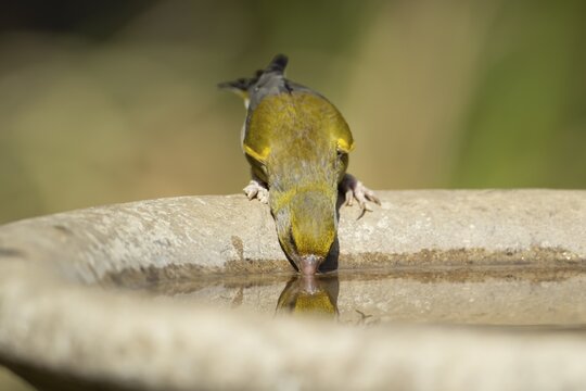 Greenfinch (Chloris chloris) adult female garden bird drinking water from a bird bath in summer, England, United Kingdom
