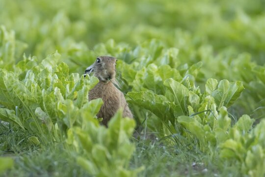European brown hare (Lepus europaeus) adult animal feeding in an arable farm sugar beet crop field in summer, England, United Kingdom