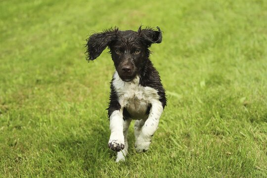 Hunting dog small M&uuml;nsterl&auml;nder, 11-week-old kitten, Allg&auml;u, Bavaria, Germany