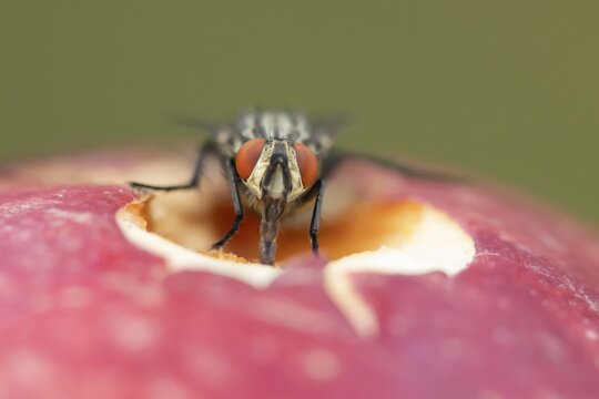 Flesh fly (Sarcophaga crassipalpis) adult insect on a fallen apple fruit in a garden in summer, England, United Kingdom