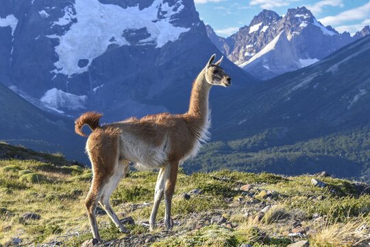 Guanaco (Llama guanicoe) on mountain top in front of the cuernos, the horns, Torres del Paine National Park, Chile