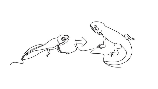 A salamander develops from a larval stage into adulthood.Metamorphosis concept. Single line draw design. Full length animation illustration. High quality 4k footage