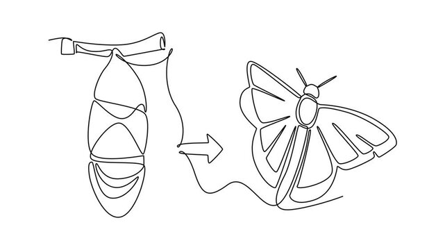 A moth develops from a pupa into an adult insect.Metamorphosis concept. Single line draw design. Full length animation illustration. High quality 4k footage