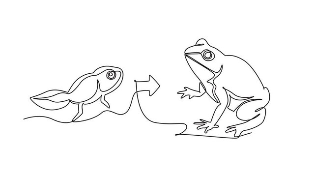 A tadpole transforms into an adult frog.Metamorphosis concept. Single line draw design. Full length animation illustration. High quality 4k footage
