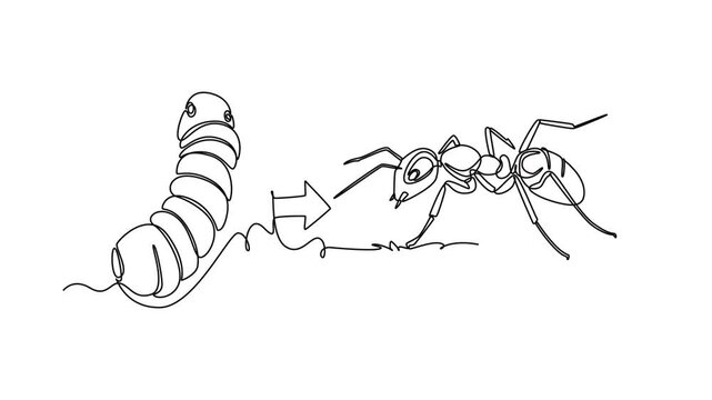 An ant grows from a larva into an adult worker ant.Metamorphosis concept. Single line draw design. Full length animation illustration. High quality 4k footage