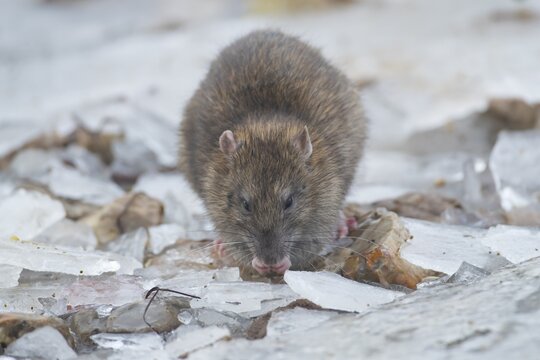 Brown rat (Rattus norvegicus) adult rodent animal feeding on seed on ice in winter, England, United Kingdom