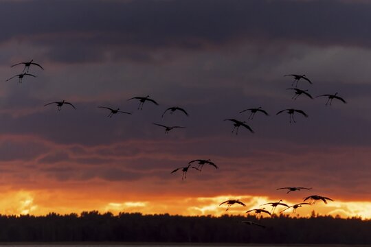 Birds flying in formation under a dramatic evening backdrop with clouds, Crane (Grus grus) wildlife, Western Pomerania Lagoon National Park, Zingst, Mecklenburg-Western Pomerania, Germany
