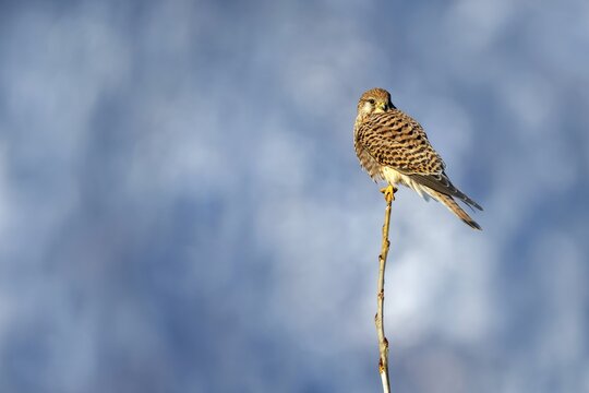 Kestrel (Falco tinnunculus), female, M&uuml;nster, Tyrol, Austria