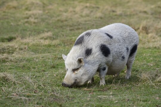 G&ouml;ttingen minipig (Sus scrofa f. domestica) standing in a meadow, North Rhine-Westphalia, Germany