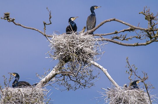 Cormorant (Phalacrocorax carbo) in the breeding colony, Stralsund, Mecklenburg-Western Pomerania, Germany