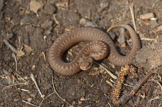 Common european viper (Vipera berus), juvenile, North Rhine-Westphalia, Germany