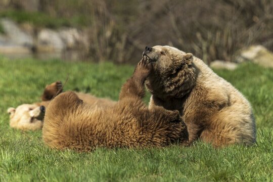Three bears in a meadow, one is scratching the head of another with relish, brown bear (Ursus (genus) arctos), Germany