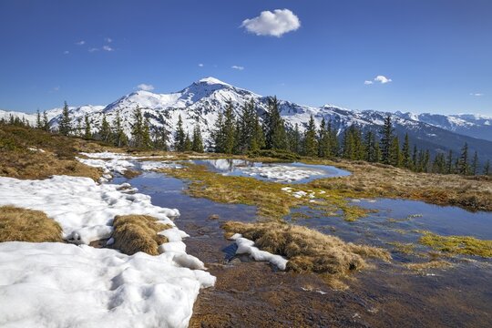 Springtime mountain landscape with meltwater pools and spruce trees, Gilfert in the background, Naunz, Tux Pre-Alps, Tyrol, Austria